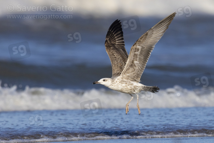 Gabbiano reale, giovane in volo sul mare