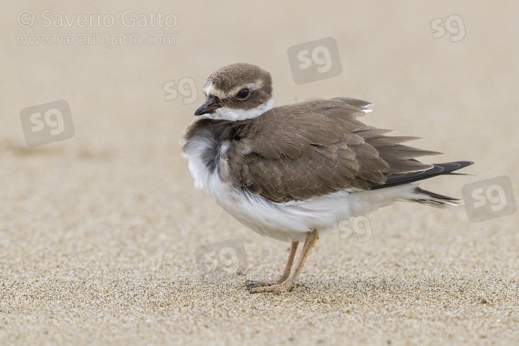 Ringed Plover