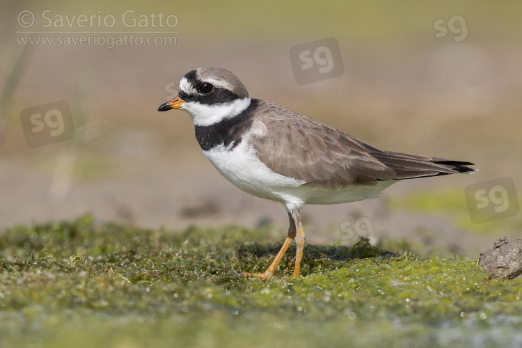 Ringed Plover, side view of an adult female standing on the ground