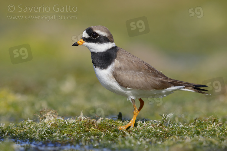 Ringed Plover, side view of an adult male standing on the ground