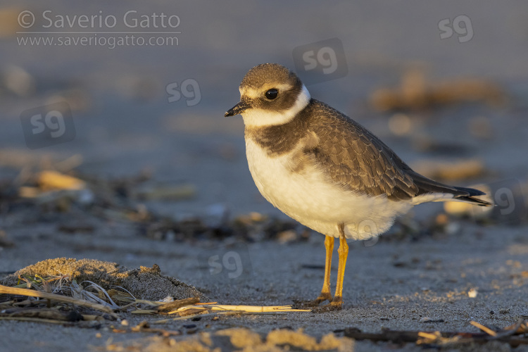 Ringed Plover, side view of a juvenile standing on a beach