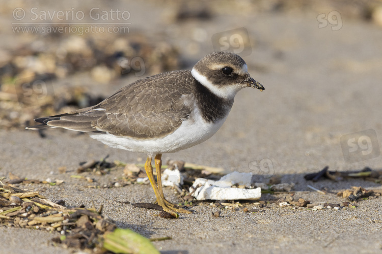 Ringed Plover