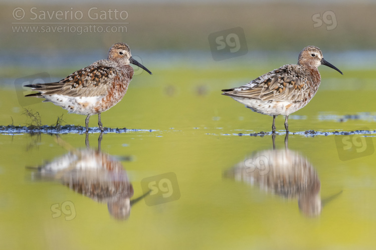 Curlew Sandpiper, side view of two adults standing in the water