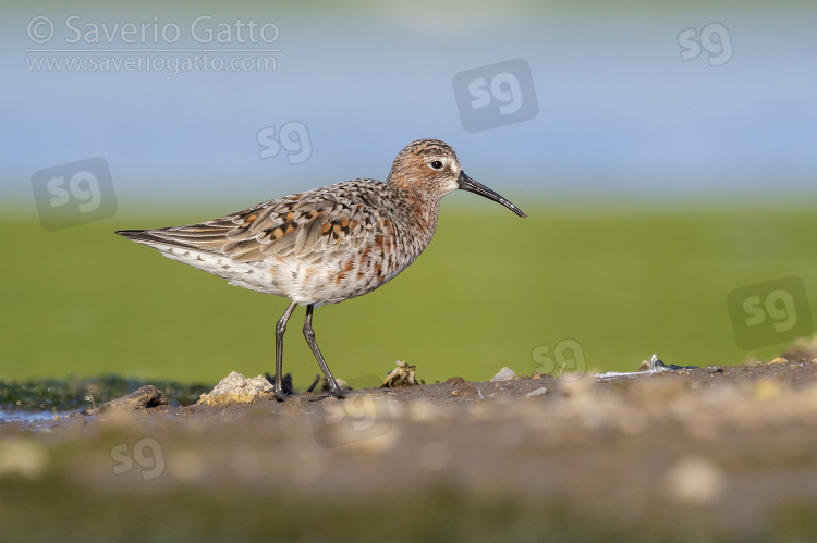 Curlew Sandpiper, side view of an adult moulting to breeding plumage standing on the ground