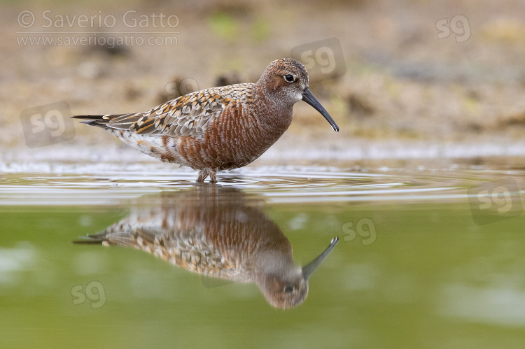 Curlew Sandpiper