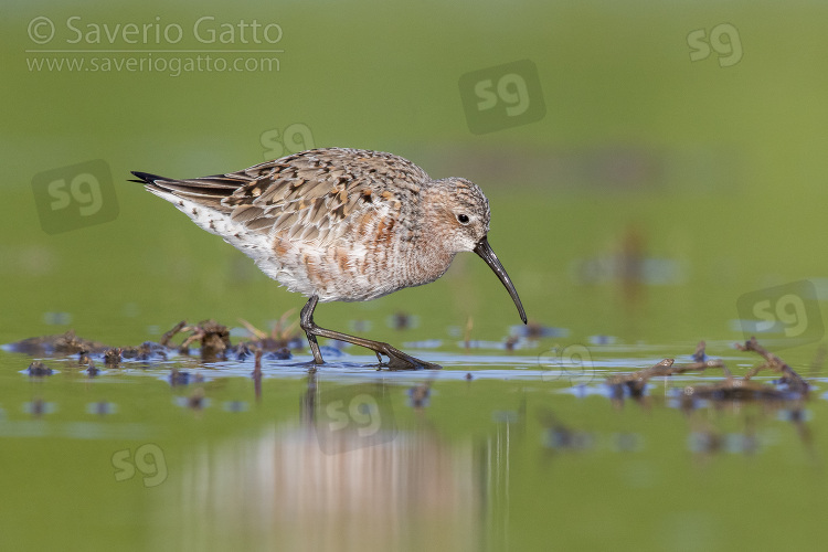 Curlew Sandpiper