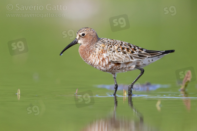 Curlew Sandpiper