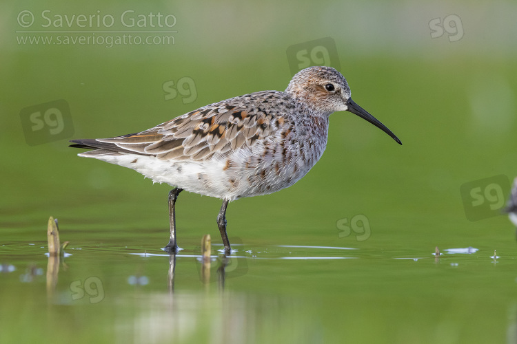 Curlew Sandpiper