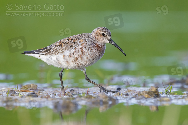 Curlew Sandpiper