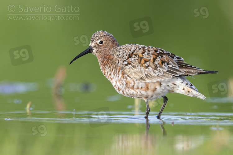 Piovanello comune, adulto posato in acqua