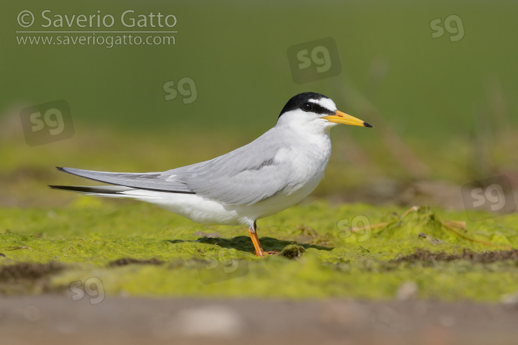 Little Tern, side view of an adult standing on the ground