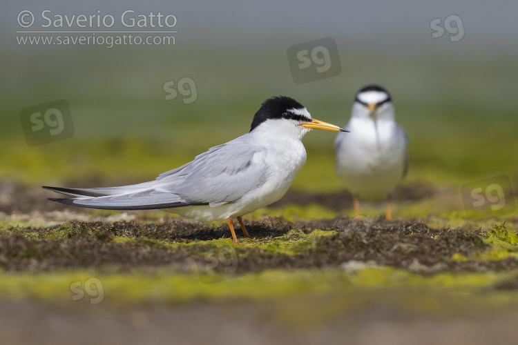 Little Tern, two adults standing on the ground