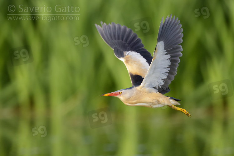 Little Bittern, side view of an adult male in flight