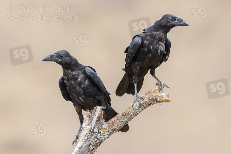 Common Raven, two individual perched on a dead tree