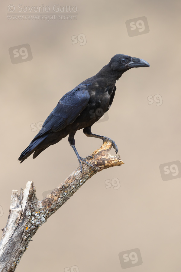 Common Raven, individual perched on a dead tree