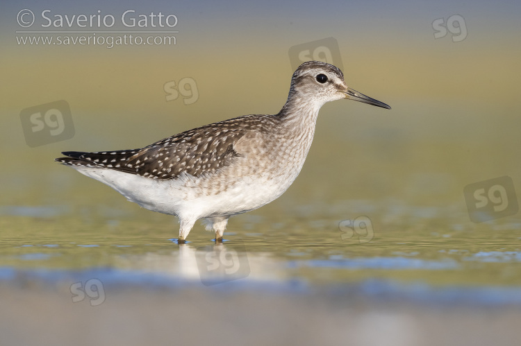 Wood Sandpiper, side view of an individual standing in the water