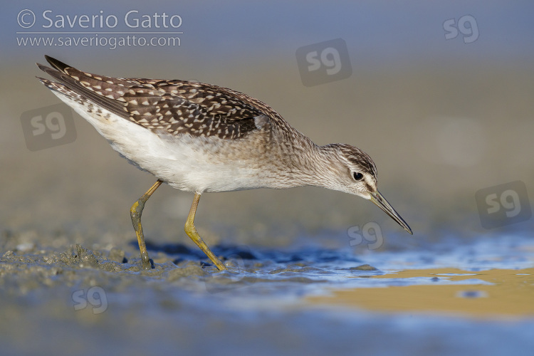 Wood Sandpiper, side view of an individual looking for food in a pond