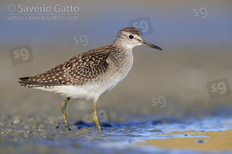 Wood Sandpiper, side view of an individual standing on the mud