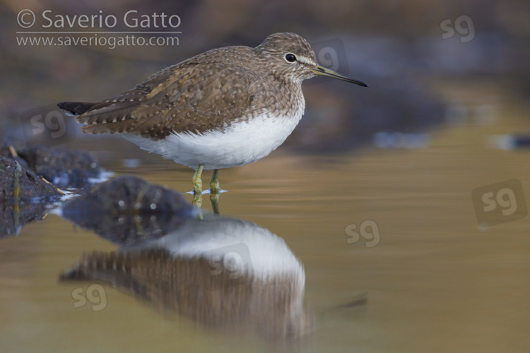 Green Sandpiper