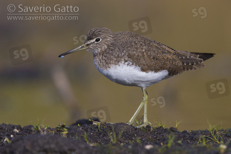Green Sandpiper, side view of an adult standing on the ground
