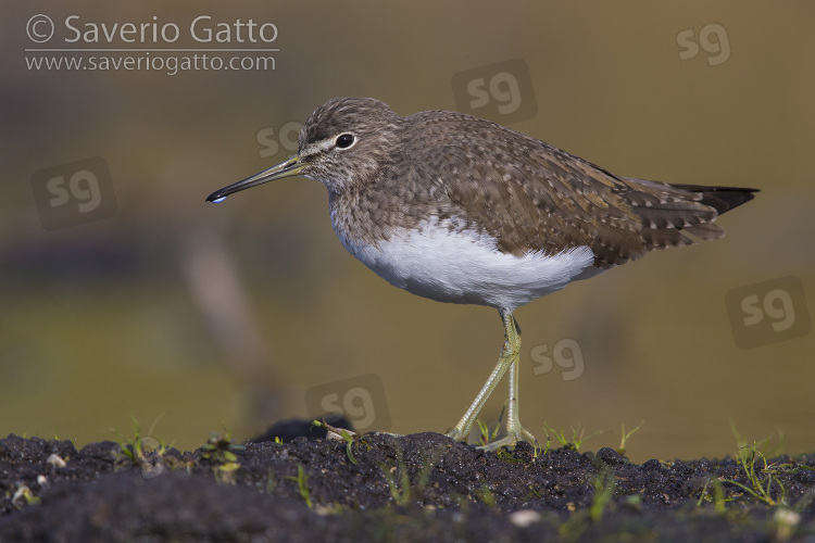 Green Sandpiper