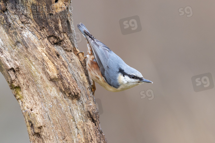 Eurasian Nuhatch, side vie wof an adult on a trunk