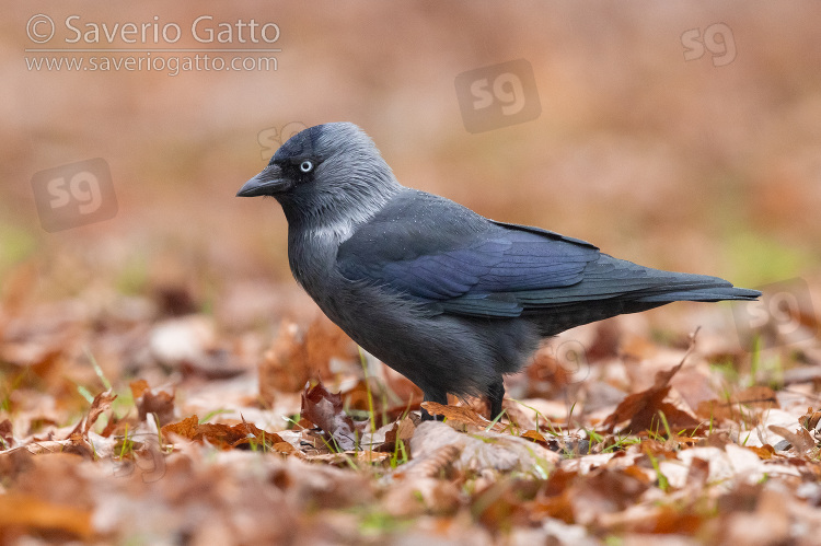 Western Jackdaw, side view of an adult standing on the ground