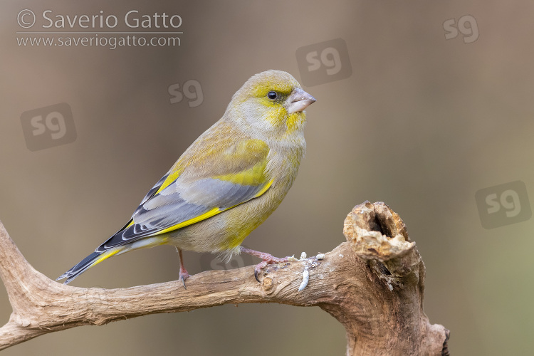 European Greenfinch, side view of an adult male in winter plumage perched on a branch