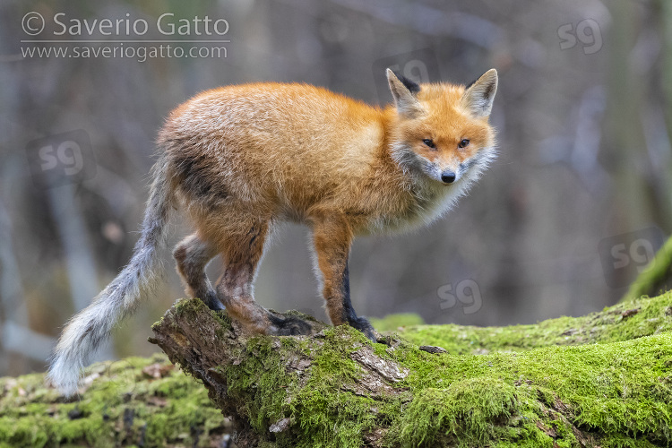 Red Fox, adult affected by mange standing on an old trunk