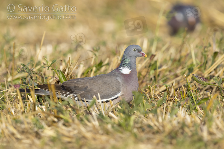 Common Wood Pigeon, side view of an adult standing on the ground