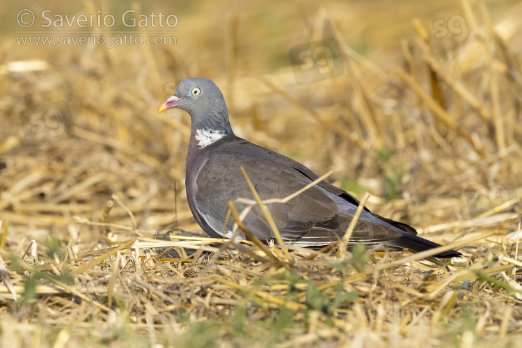 Common Wood Pigeon