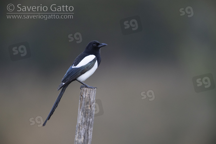 Eurasian Magpie