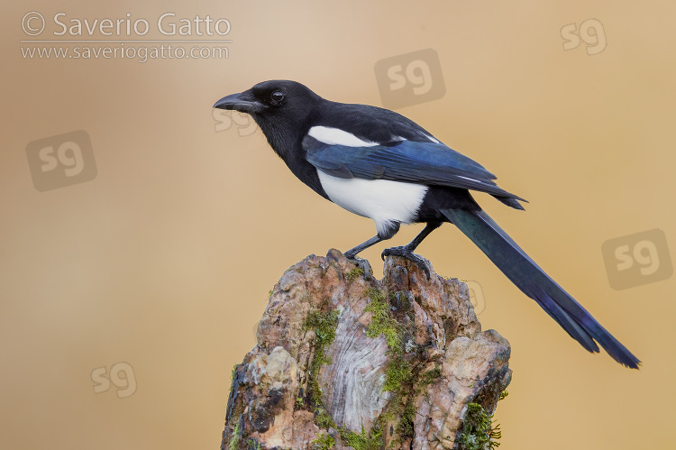 Eurasian Magpie, side view of an adult perched on an old trunk