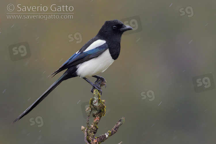 Eurasian Magpie, side view of an adult perched on a branch