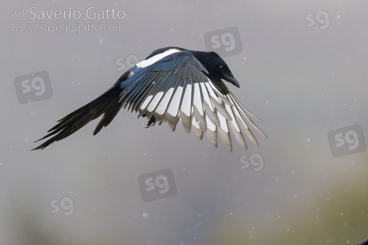 Eurasian Magpie, side view of an adult in flight