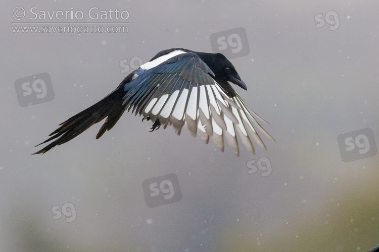 Eurasian Magpie