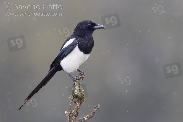 Eurasian Magpie, side view of an adult perched on a branch