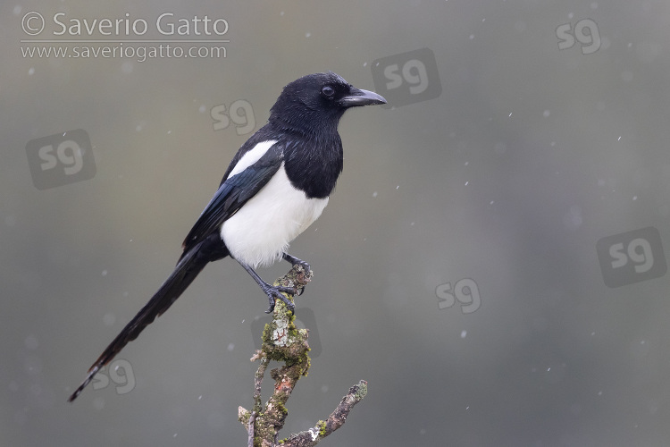 Eurasian Magpie