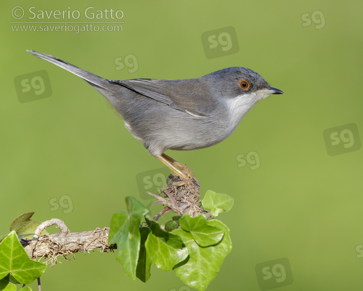 Sardinian Warbler, side view of an adult female perched on an european ivy branch