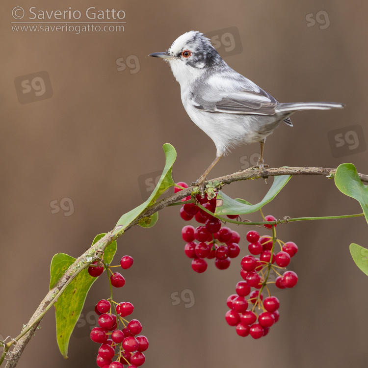 Sardinian Warbler, side view of a leucistic male perched on a common smilax with berries