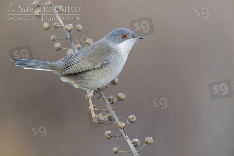 Sardinian Warbler