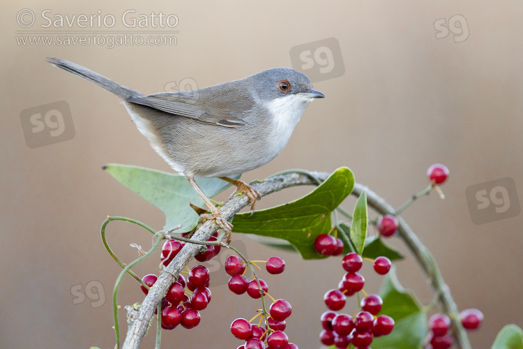 Sardinian Warbler, side view of an adult female perched on a common smilax with berries