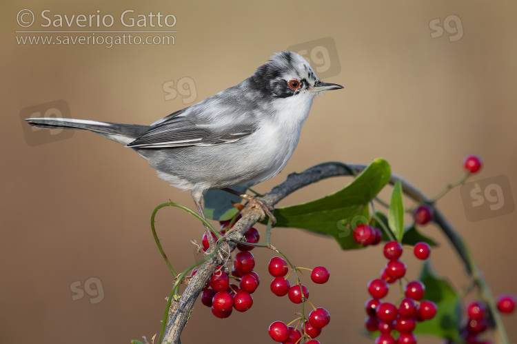 Sardinian Warbler, side view of an adult male perched on a common smilax with berries