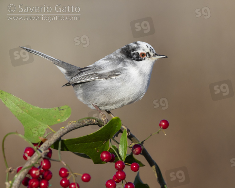 Sardinian Warbler