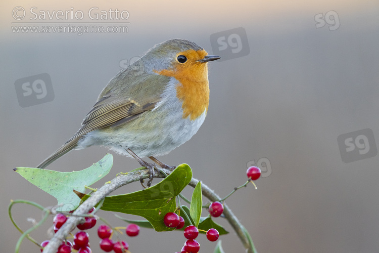 European Robin, side view of a first winter juvenile standing on a smilax aspera