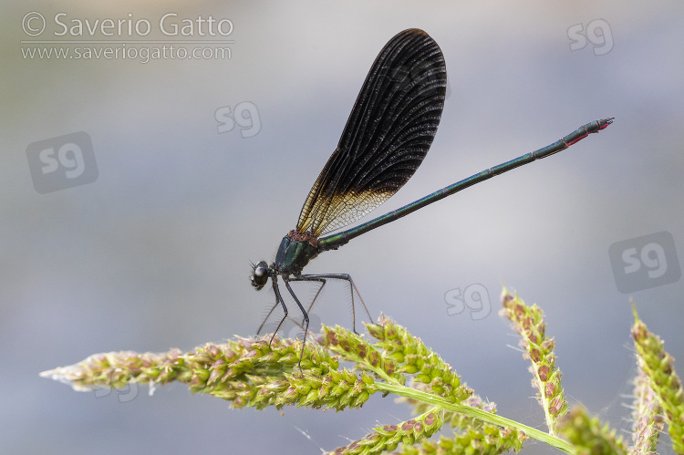 Copper Demoiselle, side view of an adult male perched on a plant