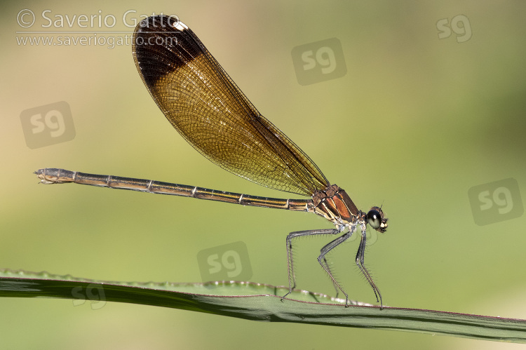 Copper Demoiselle, side view of an adult female perched on a plant