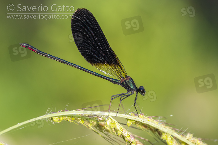 Copper Demoiselle, side view of an adult male perched on a plant