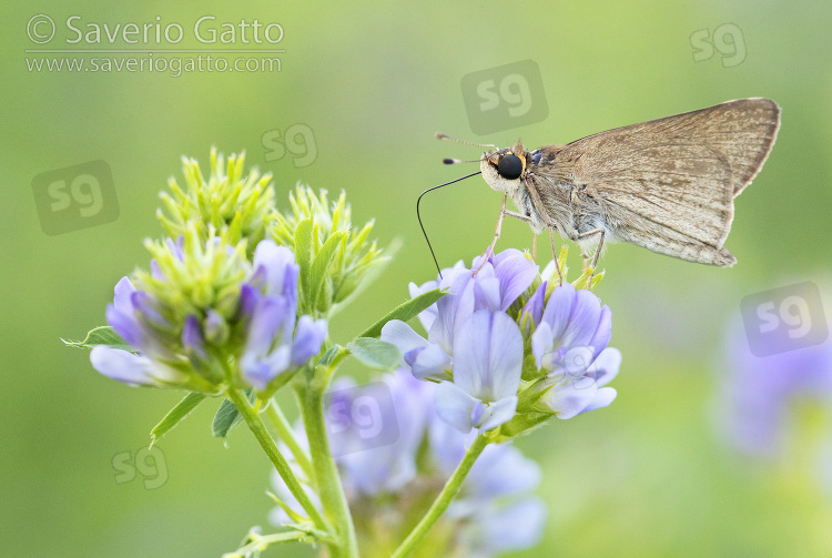 Gegenes sp, side view of an adult sucking nectar from a flower