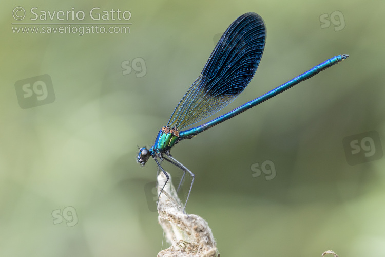 Banded Demoiselle, side view of an adult male perched on a plant